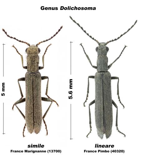 Dolichosoma divers